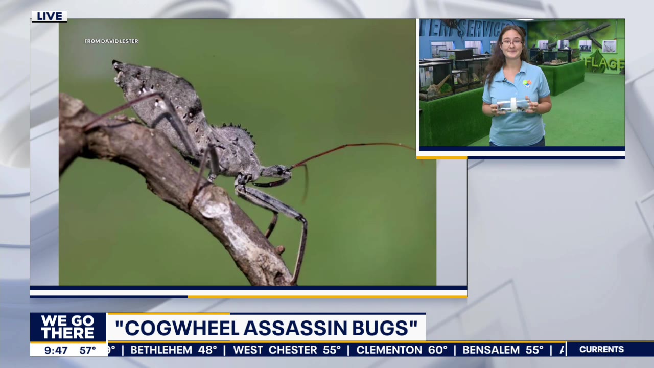 Cogwheel Assassin Bugs and their impact